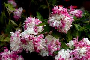 CHRYSANTHEMUM-24 (37)